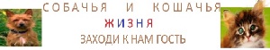 от Собак и Кошек юмор и веселье заходи для настроения!!! 