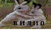 видио сказки